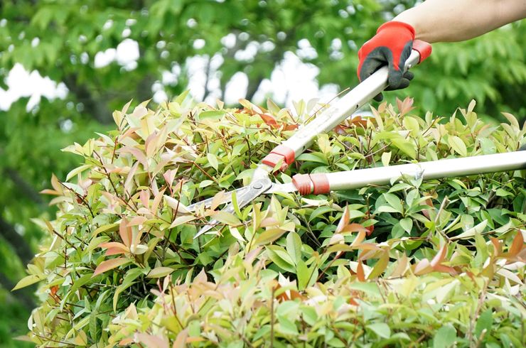 プラン①：剪定（簡易作業）