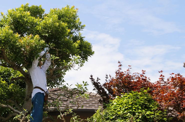 プラン③：剪定（1日作業）