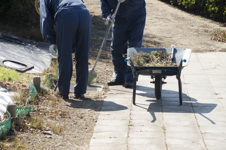 プラン④：剪定+消毒+ゴミ処理